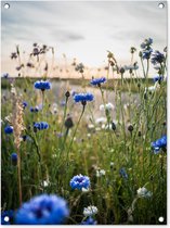 Tuinschilderij Bloemen - Zomer - Korenbloem - Blauw - Zon - Wolken - 60x80 cm - Tuinposter - Tuindoek - Buitenposter