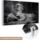 MuchoWow® Glasschilderij 120x60 cm - Schilderij acrylglas - Leeuwen - Zwart - Wilde dieren - Foto op glas - Schilderijen