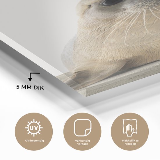 MuchoWow® Peinture sur Verre - Phoque - Animaux - Enfant - Garçons - Filles - Enfants - 60x120 cm - Peintures sur Verre Peintures - Photo sur Glas