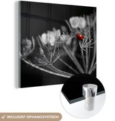 MuchoWow® Glasschilderij 90x90 cm - Schilderij acrylglas - Zwart-wit foto van een rode lieveheersbeestje op een plant - Foto op glas - Schilderijen