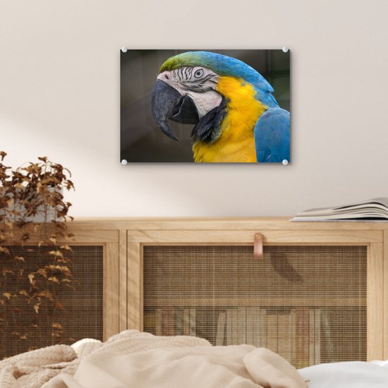 Tirage photo ara bleu et jaune sur Verre 30x20 cm - petit - Tirage photo sur verre (décoration murale en plexiglas)