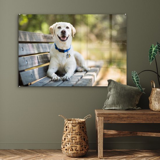 Labrador Retriever sur un banc Verre 120x80 cm - Tirage photo sur verre (Décoration murale en plexiglas)