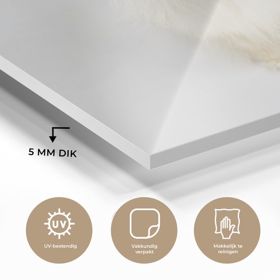 MuchoWow® Peinture sur verre 90x60 cm - Peinture acrylique sur verre - Poméranien joyeux - Photo sur verre - Peintures