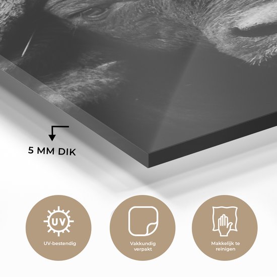 Peinture sur verre - Photo sur verre - Verre acrylique - Animaux - Buffalo - Zwart - Wit - Décoration murale animaux - 60x90 cm - Salon - Décoration de chambre - Décoration murale