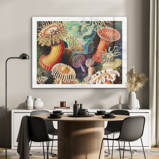 muchowow-glasschilderij-ernst-haeckel-anemoon-retro-natuur