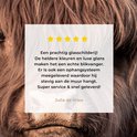 Close-up van een bruine Schotse hooglander met een review van Julia de Vries.