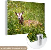 MuchoWow® Glasschilderij 150x100 cm - Schilderij acrylglas - Geit - Gras - Buiten - Foto op glas - Schilderijen