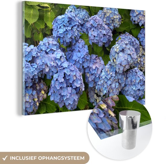 Bouquet de fleurs d'hortensia Plexiglas 90x60 cm - Tirage photo sur Glas (décoration murale en plexiglas)