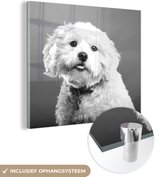 Peinture sur verre - Portrait de chien maltais - noir et blanc - 50x50 cm - Peintures Plexiglas