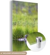 MuchoWow® Glasschilderij 20x30 cm - Schilderij acrylglas - Roodkeelduiker zwemt voor een groen landschap - Foto op glas - Schilderijen