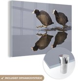 MuchoWow® Glasschilderij 90x60 cm - Schilderij acrylglas - Rennende meerkoeten - Foto op glas - Schilderijen