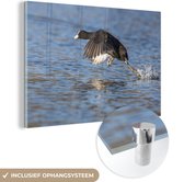 MuchoWow® Glasschilderij 120x80 cm - Schilderij acrylglas - Vliegende meerkoet - Foto op glas - Schilderijen
