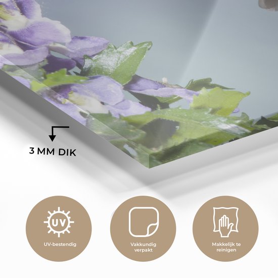 Un colibri calliope aux fleurs violettes Plexiglas 60x40 cm - Tirage photo sur Glas (décoration murale plexiglas)