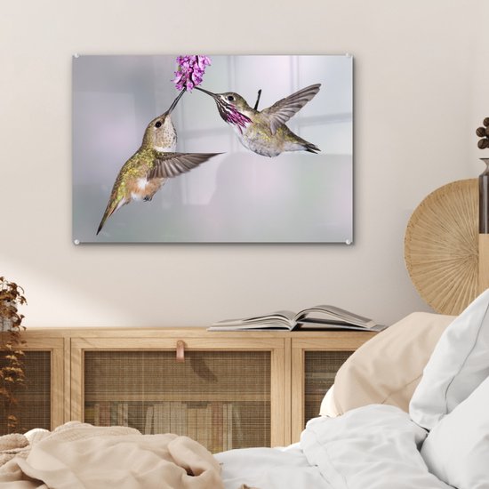 Un mâle et une femelle colibri calliope Plexiglas 60x40 cm - Tirage photo sur Glas (décoration murale plexiglas)