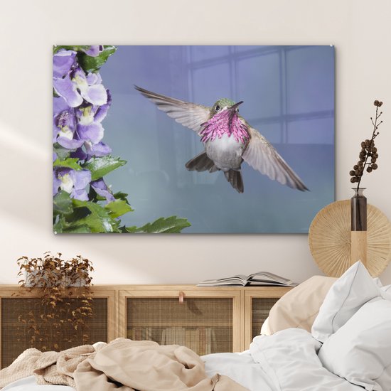 Un colibri calliope aux fleurs violettes Plexiglas 120x80 cm - Tirage photo sur Glas (décoration murale plexiglas)