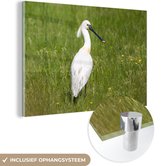 MuchoWow® Glasschilderij 90x60 cm - Schilderij acrylglas - Een lepelaar in een grasveld - Foto op glas - Schilderijen