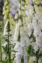 Digitalis purpurea 'Alba' C2 cm