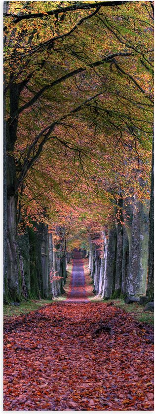 WallClassics - Poster Glanzend – Pad in Bos tijdens de Herfst - 20x60 cm Foto op Posterpapier met Glanzende Afwerking