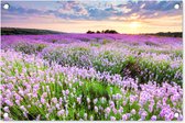 Tuinposter bloemen - Tuindecoratie lavendel paars - 60x40 cm - Tuinschilderij voor buiten - Tuindoek zonsondergang - Wanddecoratie tuin - Schuttingdoek - Balkon decoratie - Muurdecoratie natuur landschap - Buitenposter schutting