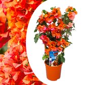 Plant in a Box - Bougainvillea 'Dania' - Bougainvillea on Rack - Fleurs Oranje - Plante grimpante - Plante de jardin - Pot 17cm - Hauteur 50-60cm