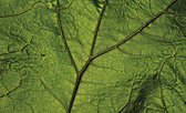 Fotobehang - Vlies Behang - Close-up van een Groen Blad - Blaadje van Dichtbij - 254 x 184 cm