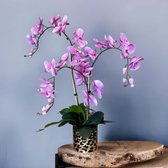 Seta Fiori - Orchideeen in pot