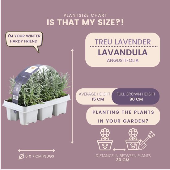 6er set Lavendel angustifolia - 6 Lavendel planten x Ø7 cm ↨15 cm - Planten - Tuinplanten winterhard - Vers van de kweker geleverd