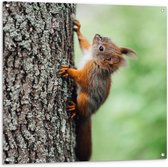 Tuinposter – Rode Eekhoorn Lopend tegen Hoge Boom op - 100x100 cm Foto op Tuinposter (wanddecoratie voor buiten en binnen)
