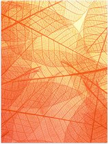 Poster (Mat) - Oranje Doorschijnende Blaadjes - 60x80 cm Foto op Posterpapier met een Matte look
