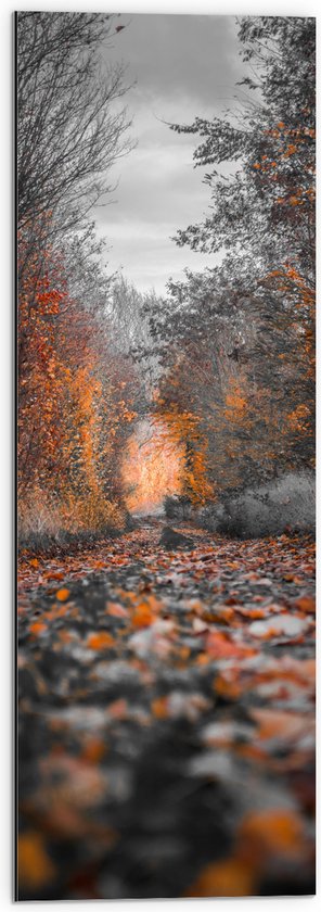 Dibond - Pad in Herfstbossen - 30x90 cm Foto op Aluminium (Met Ophangsysteem)