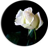 Dibond Muurcirkel - Witte Roos met Zwarte Achergrond - 20x20 cm Foto op Aluminium Muurcirkel (met ophangsysteem)