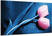 Glasschilderij Tulp - Roze, Blauw - 120x70cm 1Luik - Foto Op Glas - Geen Acrylglas Schilderij - GroepArt 6000+ Glasschilderijen Art Collectie - Wanddecoratie - Woonkamer - Slaapkamer