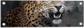 Tuinposter – Luipaard met Scherpe Tanden - 60x20 cm Foto op Tuinposter (wanddecoratie voor buiten en binnen)
