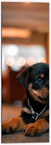 Dibond - Liggende Rottweiler Puppy met IJzeren Halsband - 40x120 cm Foto op Aluminium (Met Ophangsysteem)