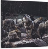 Dibond - Kudde Wolven op Rotsen in het Bos - 100x100 cm Foto op Aluminium (Met Ophangsysteem)