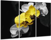 Glasschilderij Orchidee - Geel, Zwart, Grijs - 120x80cm 3Luik - Foto Op Glas - Geen Acrylglas Schilderij - GroepArt 6000+ Glas Art Collectie - Maatwerk Mogelijk