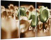 Glasschilderij Tulpen - Bruin, Groen, Wit - 120x80cm 3Luik - Foto Op Glas - Geen Acrylglas Schilderij - GroepArt 6000+ Glas Art Collectie - Maatwerk Mogelijk