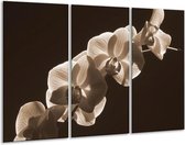 GroepArt - Schilderij -  Orchidee - Sepia, Bruin - 120x80cm 3Luik - 6000+ Schilderijen 0p Canvas Art Collectie