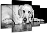 GroepArt - Schilderij -  Hond - Wit, Grijs, Zwart - 160x90cm 4Luik - Schilderij Op Canvas - Foto Op Canvas