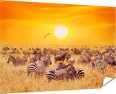 Gards Tuinposter Kudde Zebra's bij een Oranje Zonsondergang - 180x120 cm - Tuindoek - Tuindecoratie - Wanddecoratie buiten - Tuinschilderij