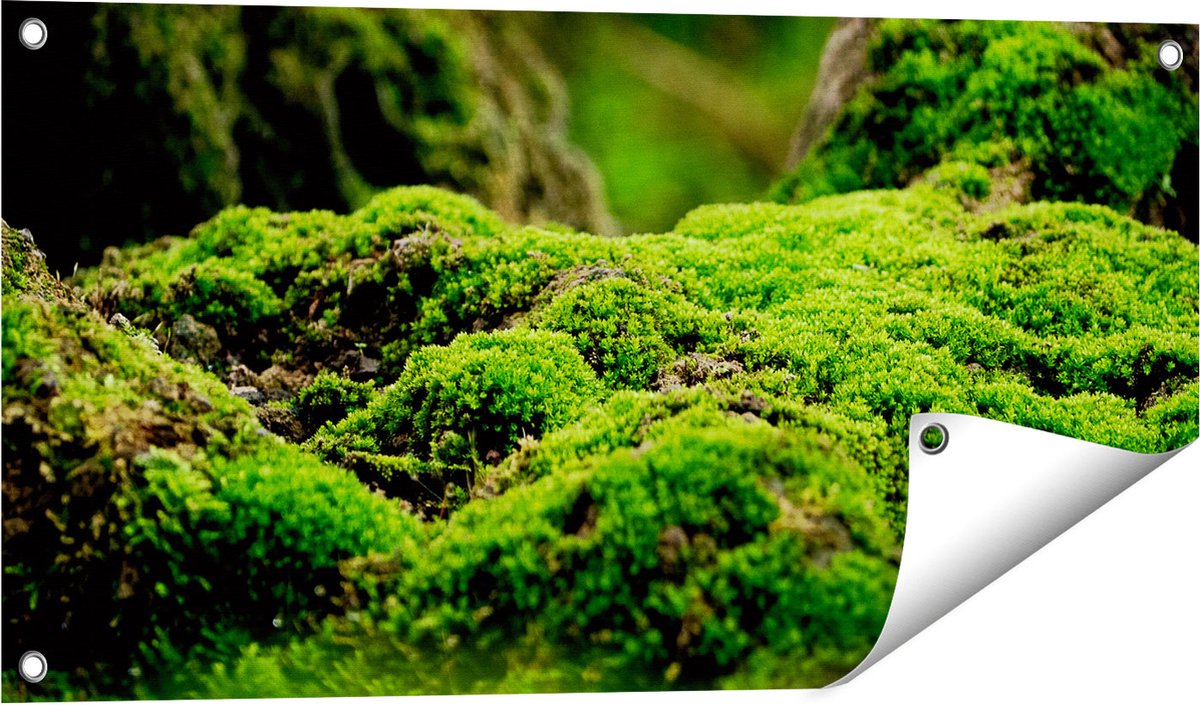 Gards Tuinposter Groen Mos - 80x40 cm - Tuindoek - Tuindecoratie - Wanddecoratie buiten - Tuinschilderij Multikleur