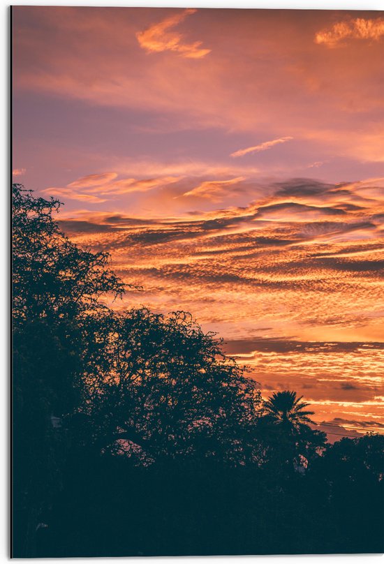 Dibond - Silhouet Bomen bij Zonsonderdag - 50x75 cm Foto op Aluminium (Met Ophangsysteem)