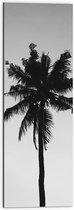 Dibond - Palmboom in het Zwart Wit - 30x90 cm Foto op Aluminium (Met Ophangsysteem)