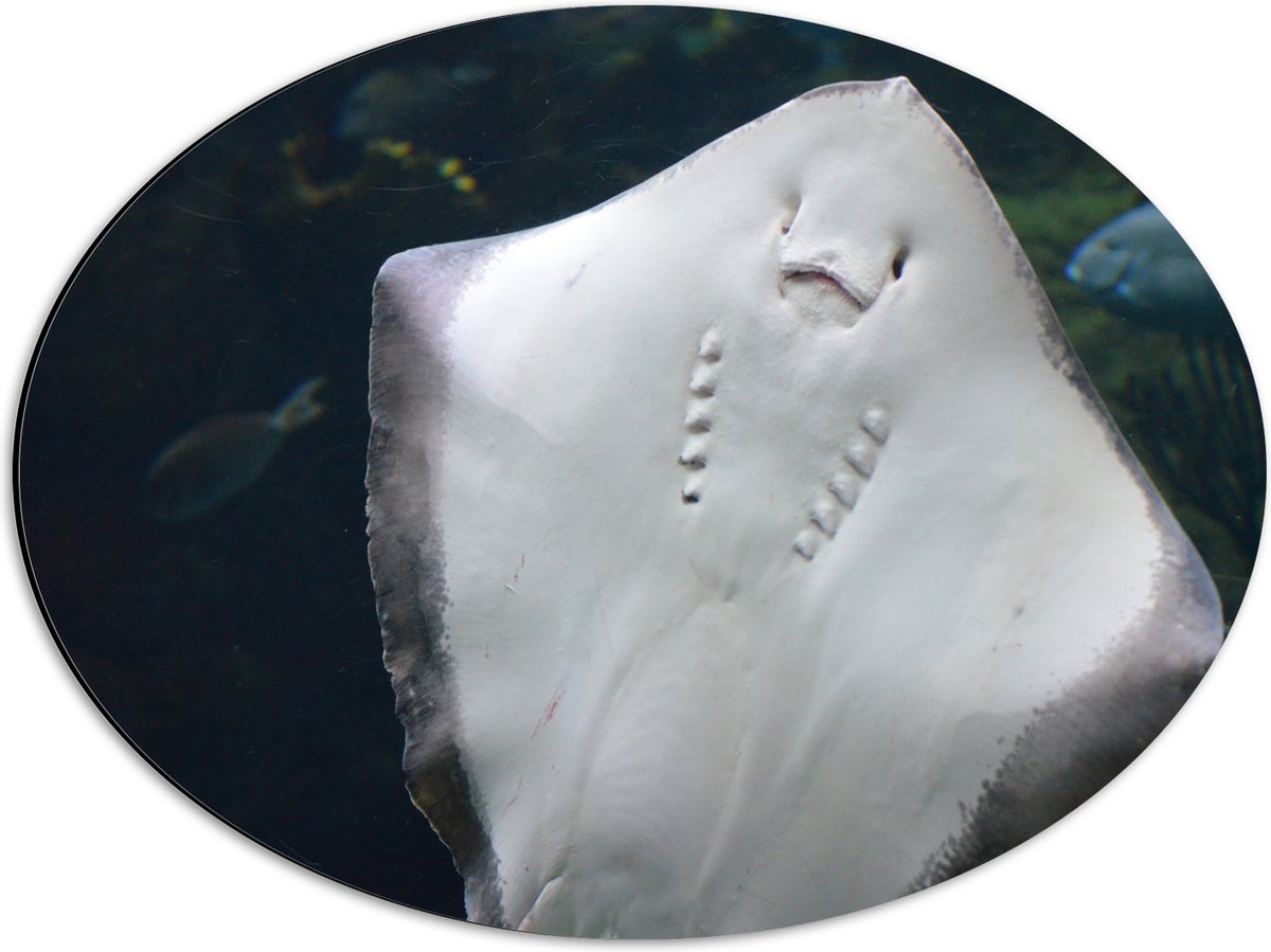 Dibond Ovaal - Onderaanzicht van Rog zwemmend tegen Aquarium - 56x42 cm Foto op Ovaal (Met Ophangsysteem)