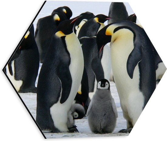 Dibond Hexagon - Twee Baby Pingïuns tussen Familie in IJslandschap - 30x26.1 cm Foto op Hexagon (Met Ophangsysteem)