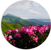 Dibond Muurcirkel - Roze Bloemenstruik met Uitzicht over Berggebied - 90x90 cm Foto op Aluminium Muurcirkel (met ophangsysteem)