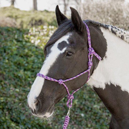 Zwart-wit gevlekt paard met gevlochten manen draagt een paars touwhalster met ruitjespatroon.