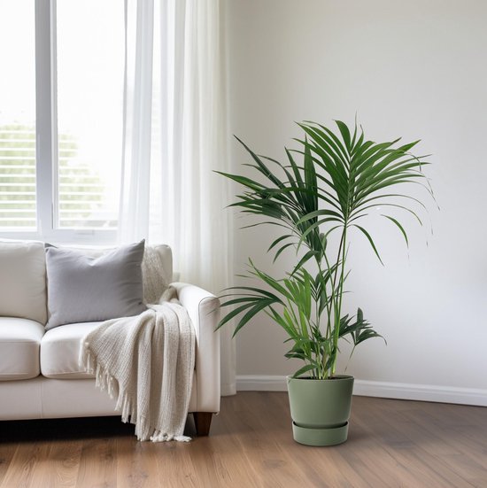Luchtzuiverende kentia palm kamerplant - 130 cm hoog - Howea Forsteriana