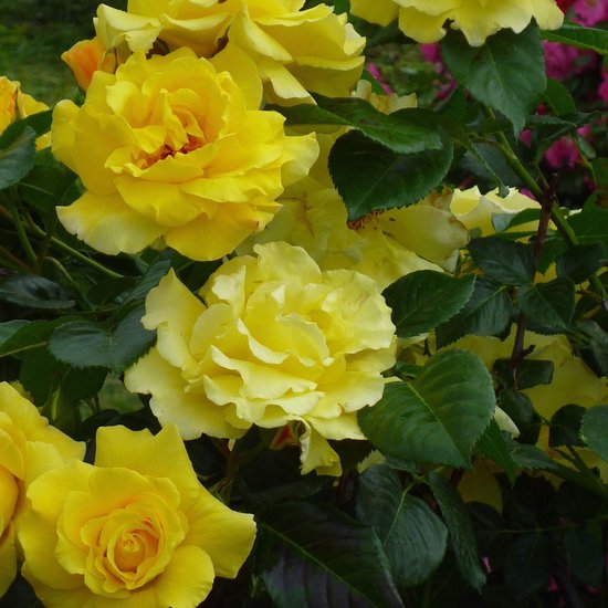 Roos (Rosa) - Klim Golden Climber - Vaste planten - Bijen-Vlinders - Snijbloemen -...