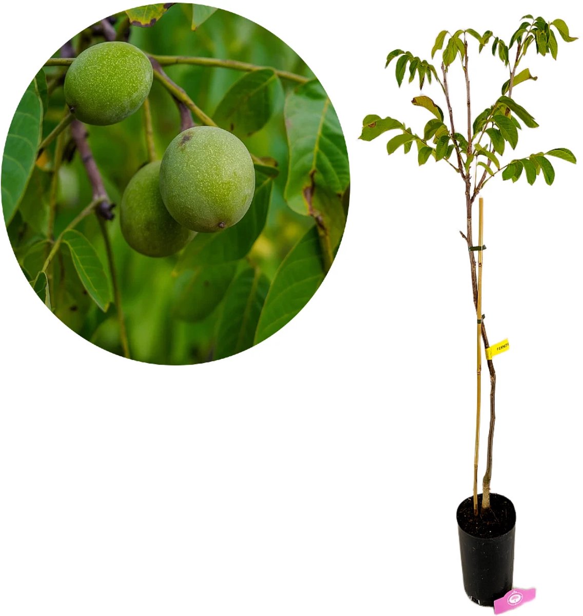Juglans regia 'Fernor', Walnotenboom, Hoogte 100cm, 5 liter pot